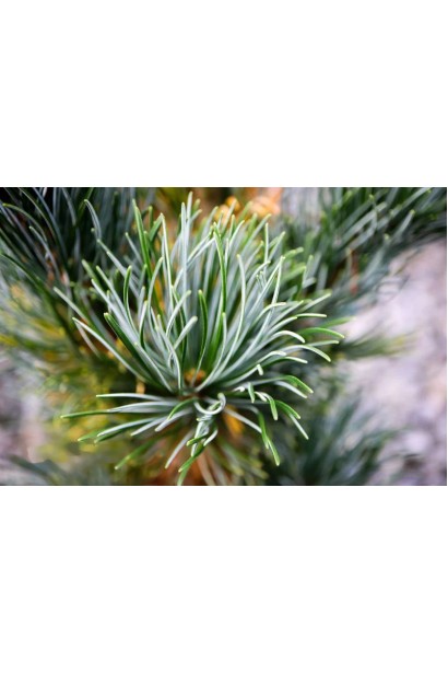 Сосна  ’Tempelhof’